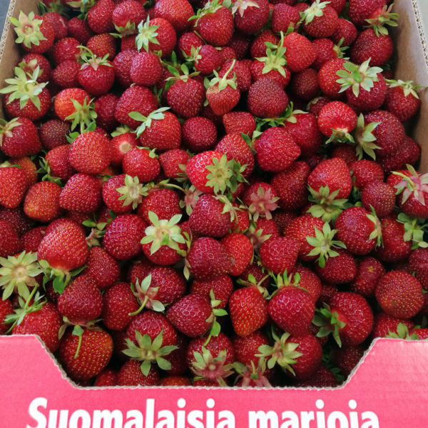 Mansikkalaatikko 5 kg