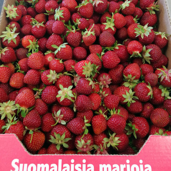 Mansikkalaatikko 5 kg